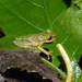 Sierra Juarez Brook Frog - Photo (c) Levi Gray, some rights reserved (CC BY-NC), uploaded by Levi Gray