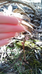 Pterostylis perculta