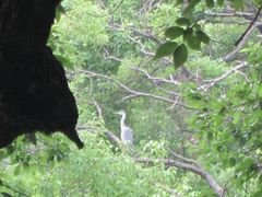 Ardea cinerea