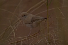 Curruca deserti