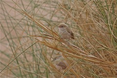 Curruca deserti