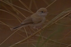 Curruca deserti
