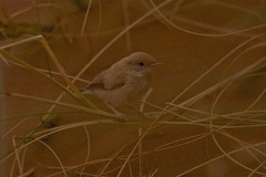 Curruca deserti
