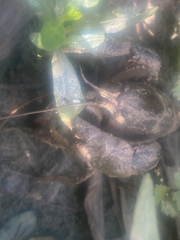 Fallicambarus houstonensis