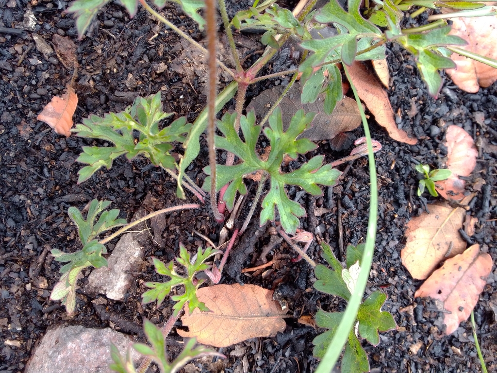 Geranium mexicanum