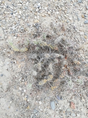 Grusonia grahamii