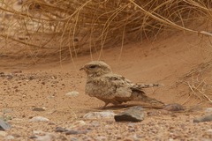 Caprimulgus aegyptius
