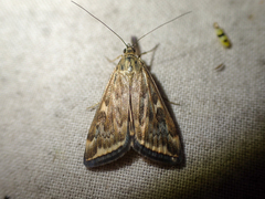 Loxostege munroealis
