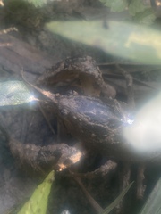 Fallicambarus houstonensis