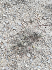 Grusonia grahamii