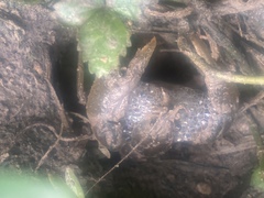 Fallicambarus houstonensis