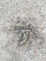 Grusonia grahamii
