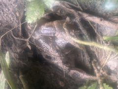 Fallicambarus houstonensis