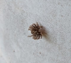 Ricania speculum
