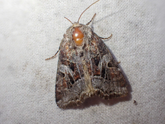 Trichordestra liquida