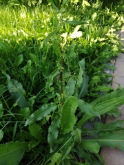 Rumex