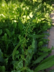 Rumex