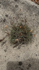 Tillandsia recurvata