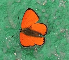 Lycaena dispar