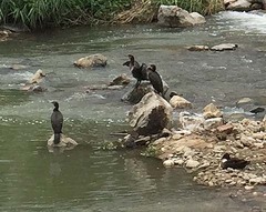 Phalacrocorax carbo