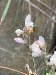 Isoglossa glandulosissima
