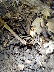 Winsoria bipatria