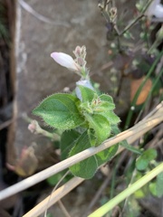 Isoglossa glandulosissima