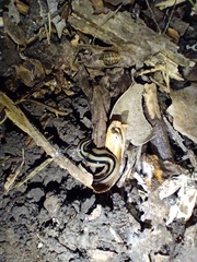 Winsoria bipatria