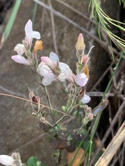 Isoglossa glandulosissima