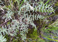 Oxytropis teres