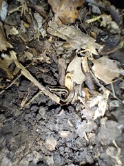 Winsoria bipatria