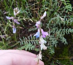 Oxytropis teres