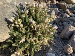 Polemonium pulcherrimum shastense
