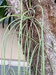 Rhipsalis lindbergiana