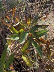 Searsia rogersii