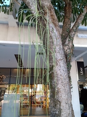 Rhipsalis lindbergiana