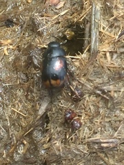 Sphaeridium scarabaeoides