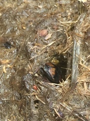 Sphaeridium scarabaeoides