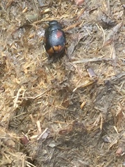 Sphaeridium scarabaeoides