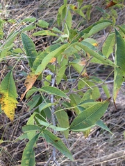 Searsia transvaalensis