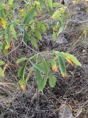 Searsia transvaalensis