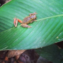 Dendropsophus triangulum