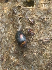 Sphaeridium scarabaeoides