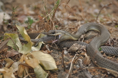 Philodryas nattereri