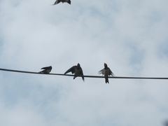 Hirundo rustica