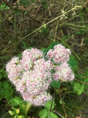 Spiraea × pyramidata
