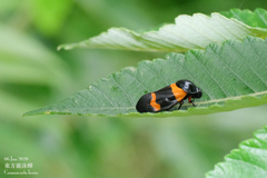 Cosmoscarta abdominalis