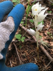 Cephalanthera austiniae