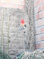 Oreotrochilus estella