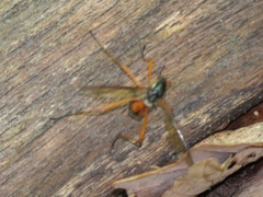 Tanyptera dorsalis